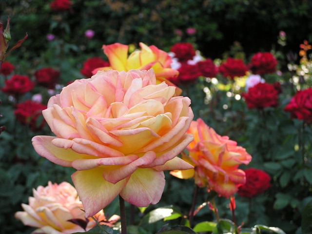 http://geetwo.files.wordpress.com/2007/06/rose-garden-1.jpg